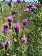 Purple prairie clover | Dalea purpurea
