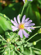 Short's aster | Symphyotrichum shortii