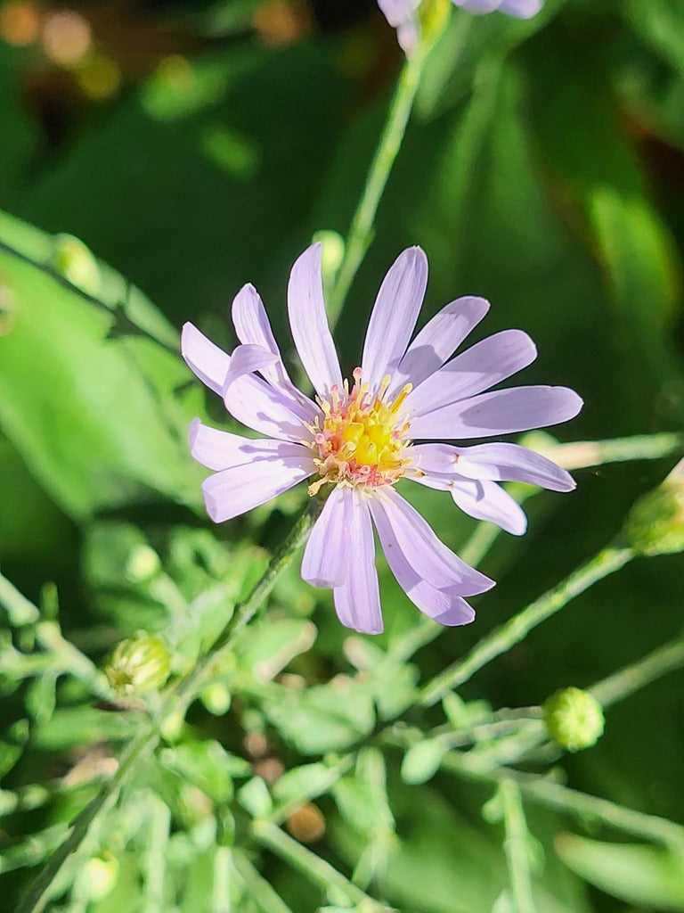 Short's aster | Symphyotrichum shortii