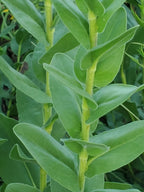 Stiff goldenrod | Oligoneuron rigidum