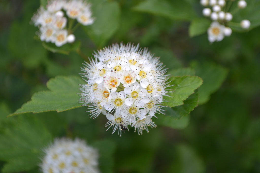 Ninebark | Physocarpus opulifolius