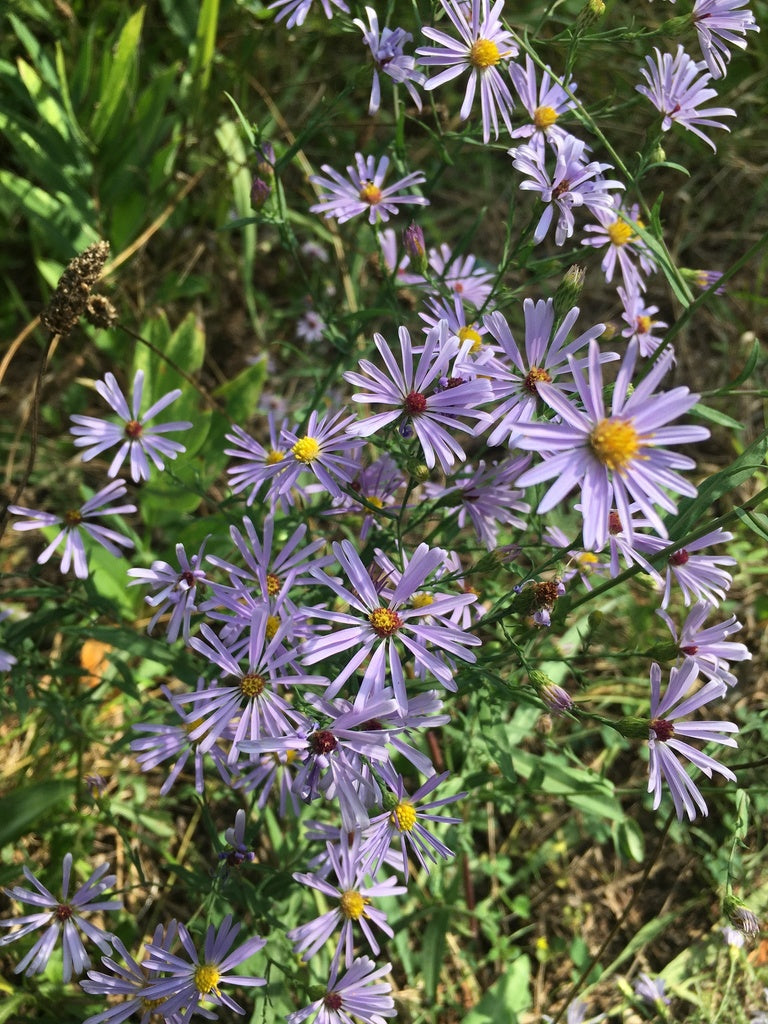 Smooth blue aster | Symphyotrichum laeve