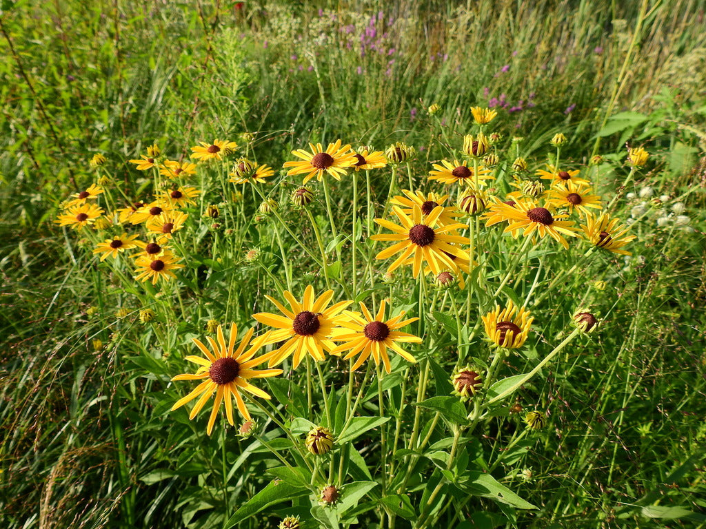 Sweet Black-eyed Susan | Rudbeckia submentosa