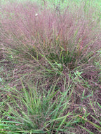 Purple lovegrass | Eragrostis spectabilis