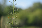 Late figwort | Scrophularia marilandica