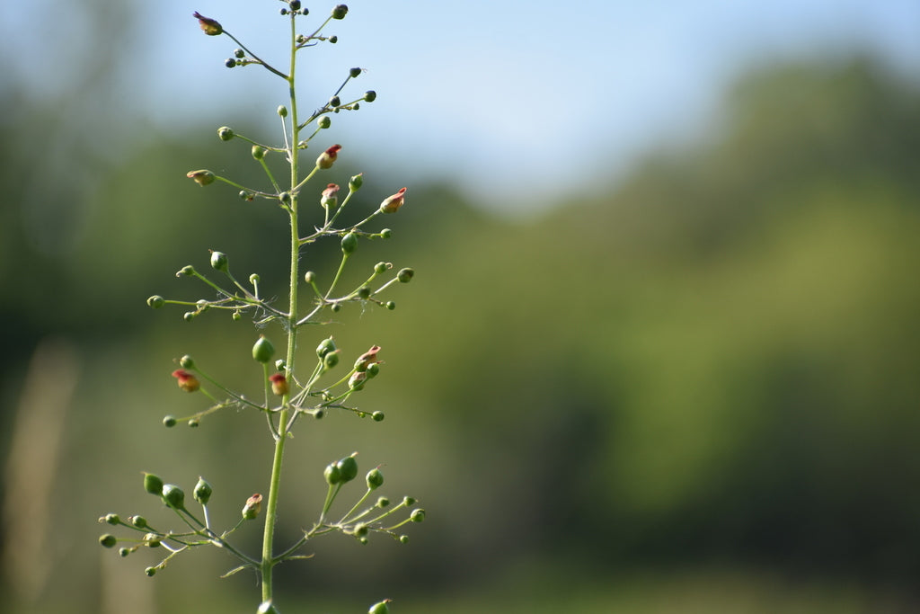 Late figwort | Scrophularia marilandica