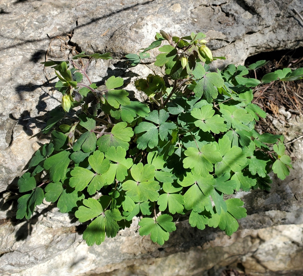 Wild columbine | Aquilegia canadensis