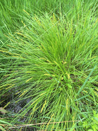 Brown fox sedge | Carex vulpinoidea
