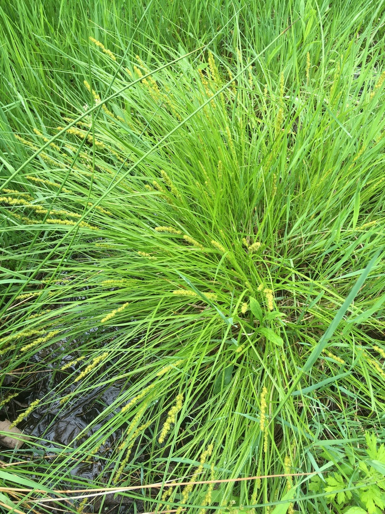 Brown fox sedge | Carex vulpinoidea