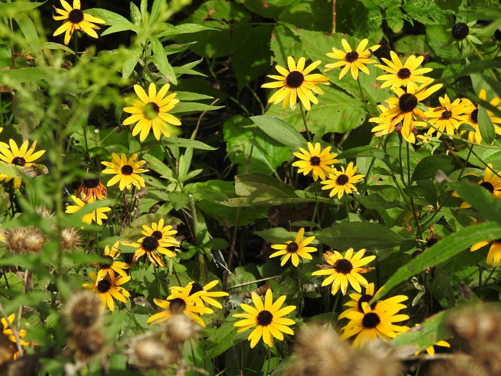 Black-eyed Susan | Rudbeckia hirta
