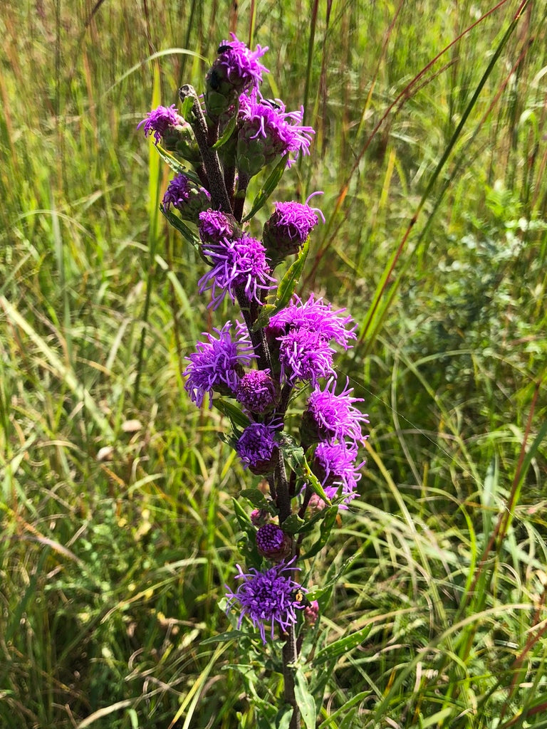 Meadow blazing star | Liatris ligulistylis