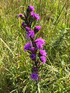 Meadow blazing star | Liatris ligulistylis