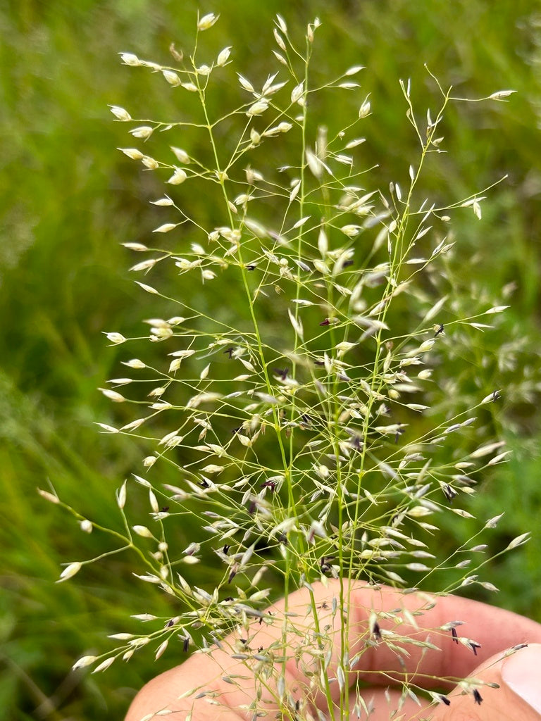 Prairie dropseed | Sporobolus heterolepis