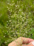 Prairie dropseed | Sporobolus heterolepis