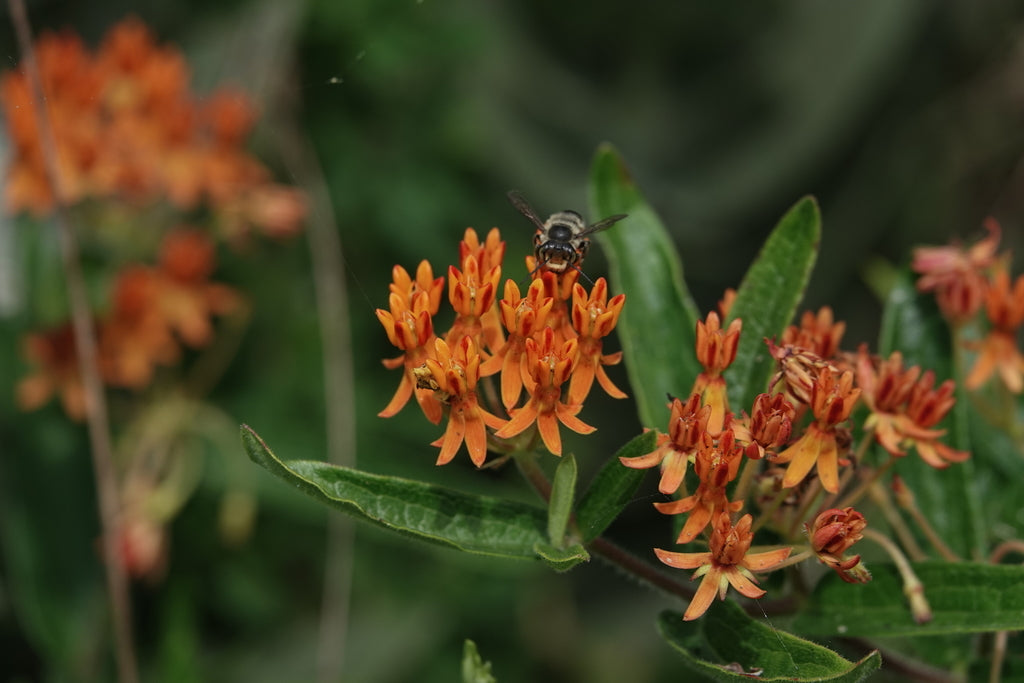 Butterflyweed | Asclepias tuberosa