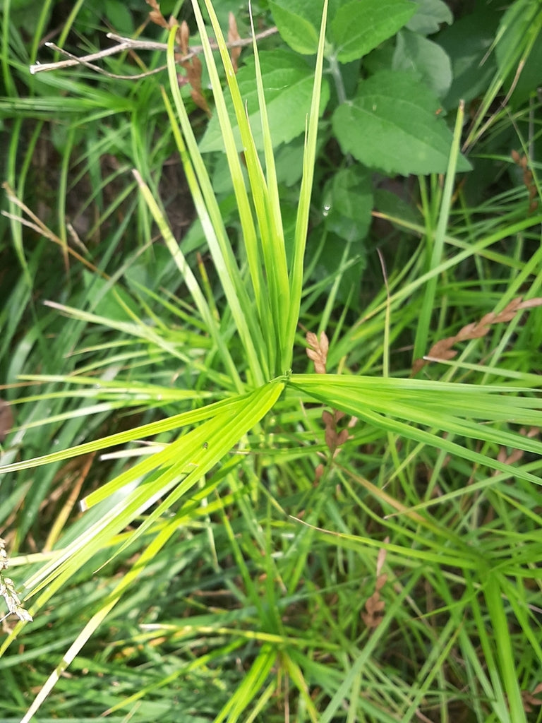 Palm Sedge | Carex muskingumensis