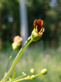 Late figwort | Scrophularia marilandica