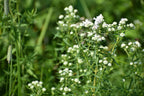 Mountain mint | Pycnanthemum virginianum