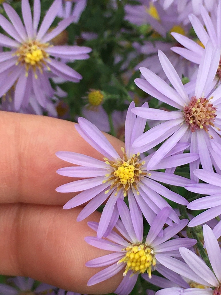 Short's aster | Symphyotrichum shortii