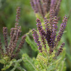 Leadplant | Amorpha canescens
