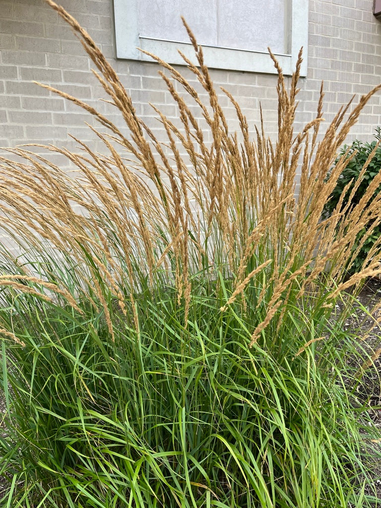 Indiangrass | Sorghastrum nutans