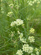 Whorled milkweed | Asclepias verticillata