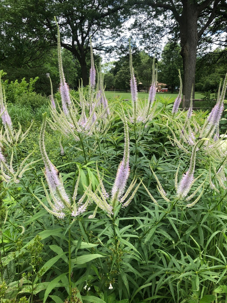 Culver's root | Veronicastrum virginicum