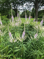 Culver's root | Veronicastrum virginicum