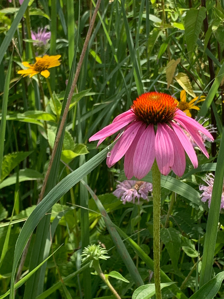 Purple coneflower | Echinacea purpurea