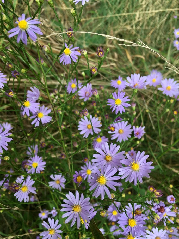 Sky blue aster | Symphyotrichum oolentangiense