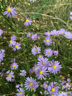 Sky blue aster | Symphyotrichum oolentangiense