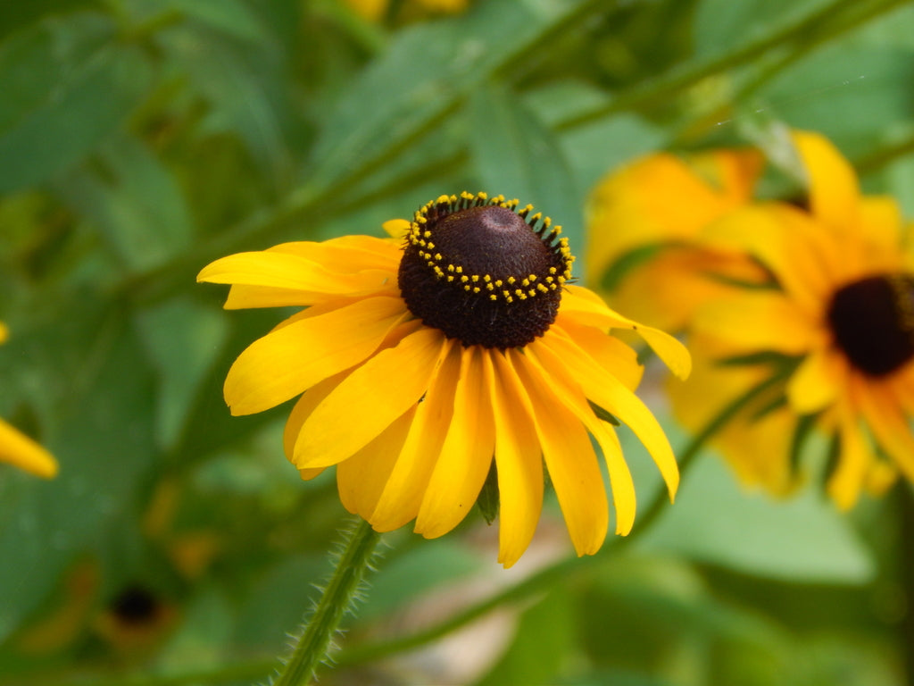 Black-eyed Susan | Rudbeckia hirta