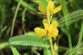 Partridge pea | Chamaecrista fasciculata