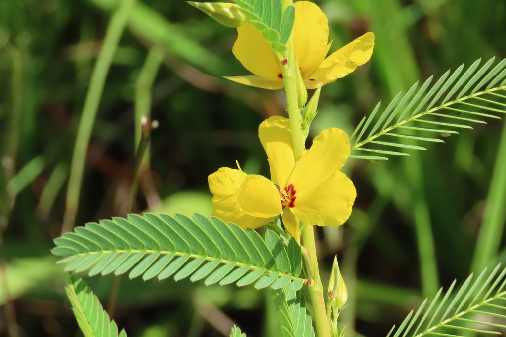 Partridge pea | Chamaecrista fasciculata