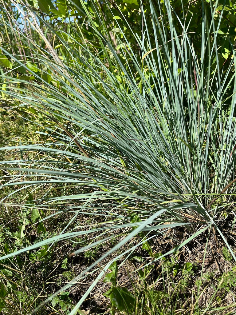 Little bluestem