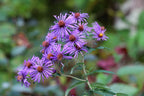 New England aster | Symphyotrichum novae-angliae