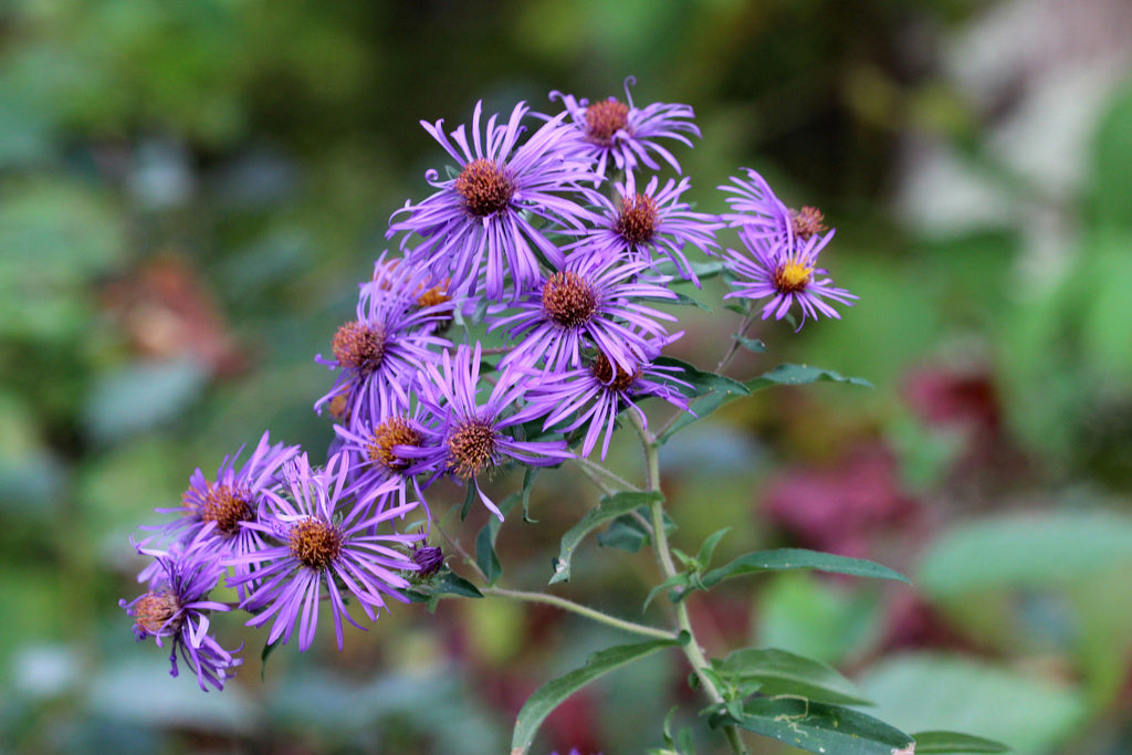 New England aster | Symphyotrichum novae-angliae