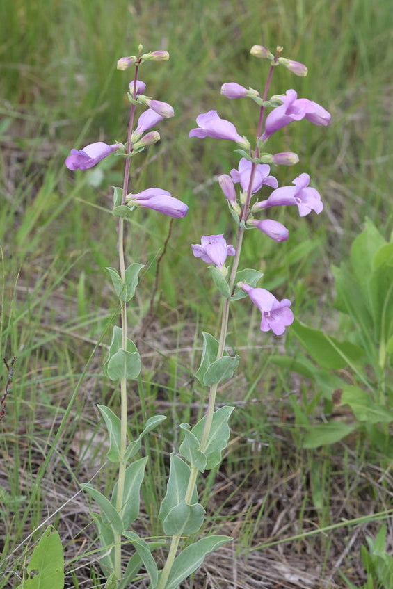 Large-flowered beardtongue | Penstemon grandiflorus