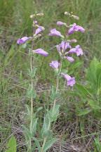 Large-flowered beardtongue | Penstemon grandiflorus