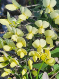 Cream wild indigo | Baptisia bracteata