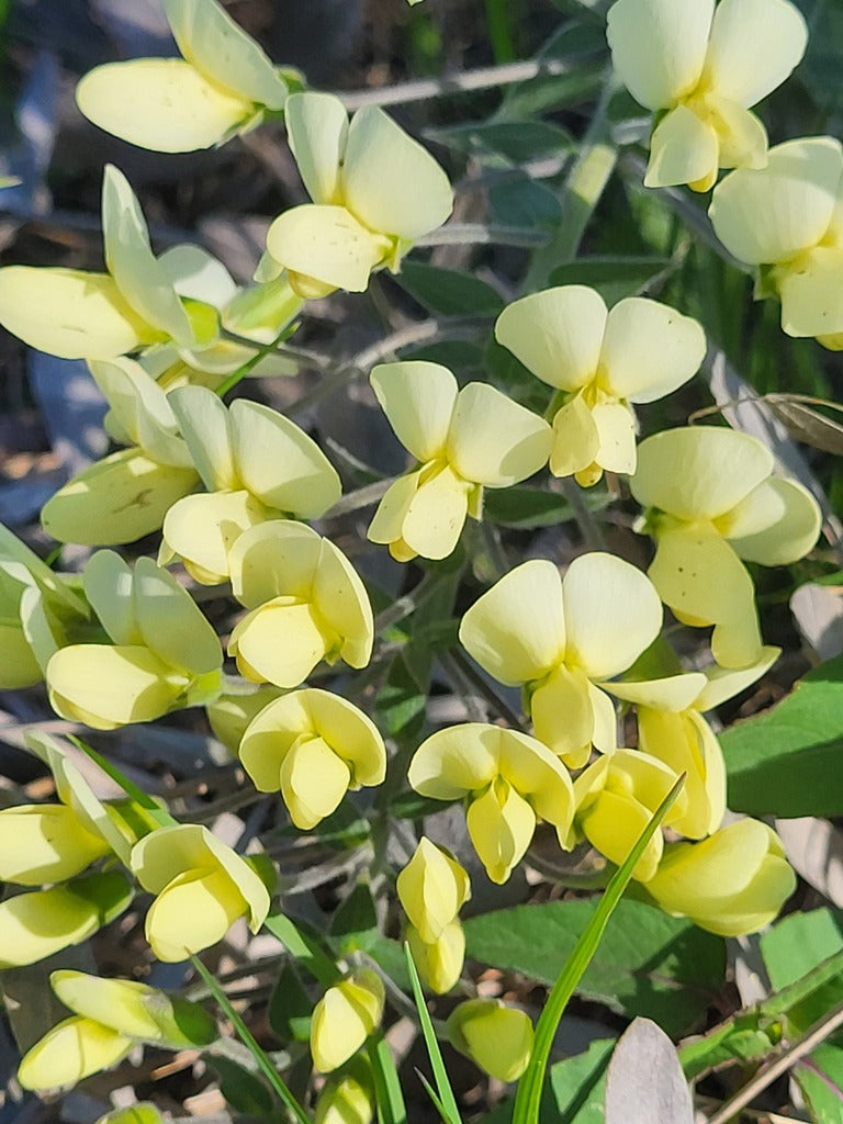 Cream wild indigo | Baptisia bracteata