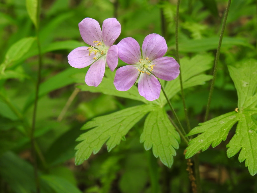 Wild geranium | Geranium maculatum