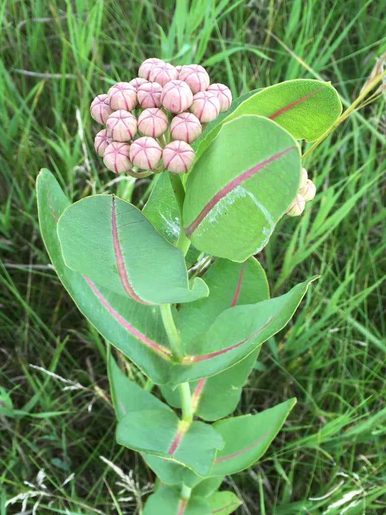 Prairie milkweed | Asclepias sullivantii