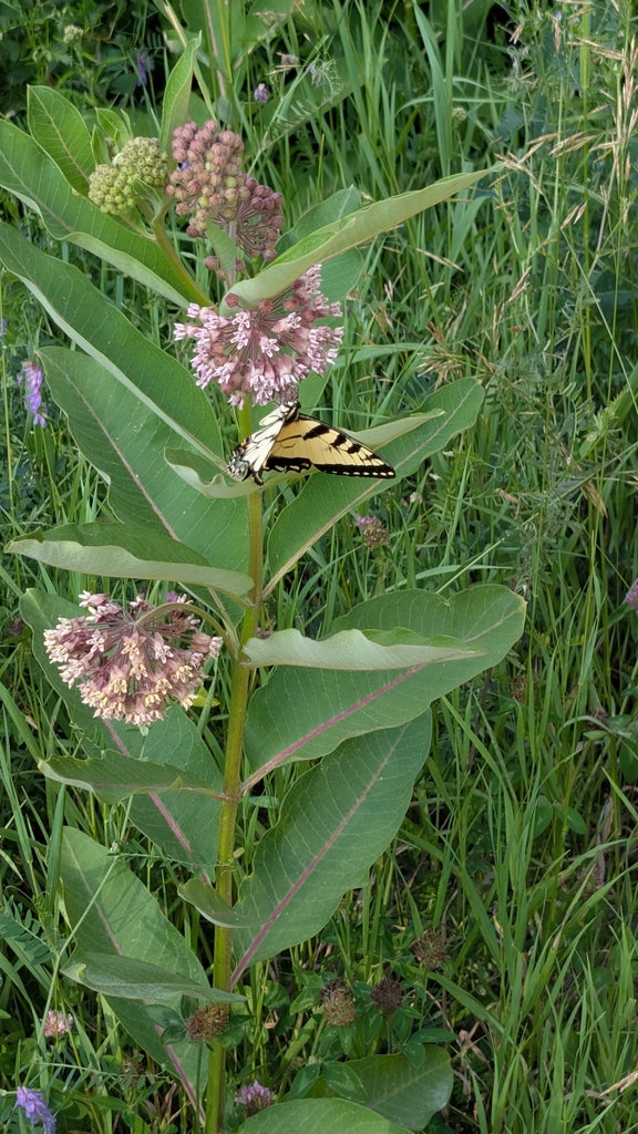 Common milkweed | Asclepias syriaca