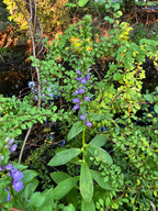Great blue lobelia | Lobelia siphilitica