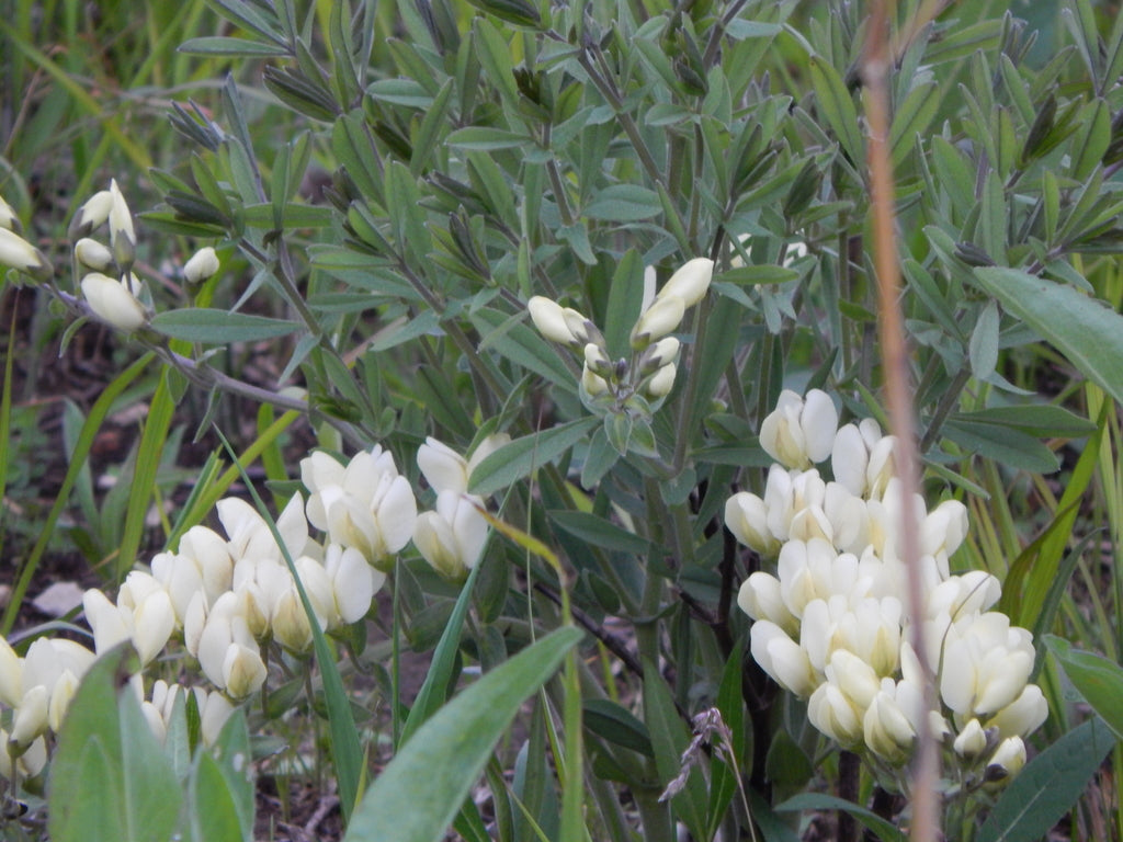 Cream wild indigo | Baptisia bracteata
