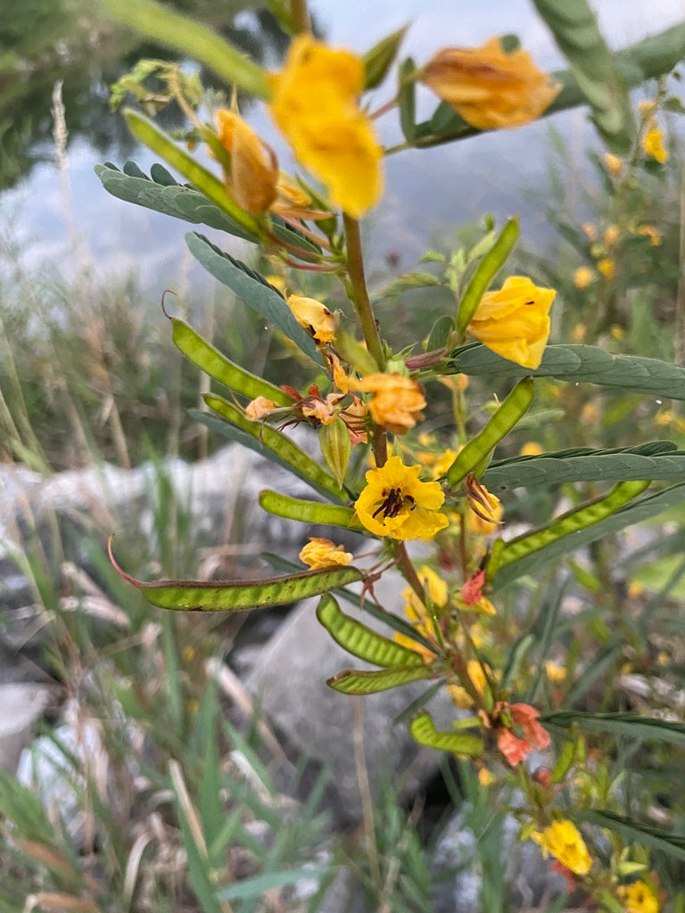 Partridge pea | Chamaecrista fasciculata