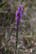 Dotted blazing star | Liatris punctata