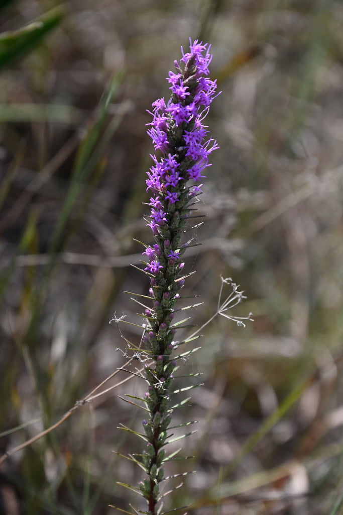 Dotted blazing star | Liatris punctata