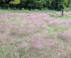 Purple lovegrass | Eragrostis spectabilis